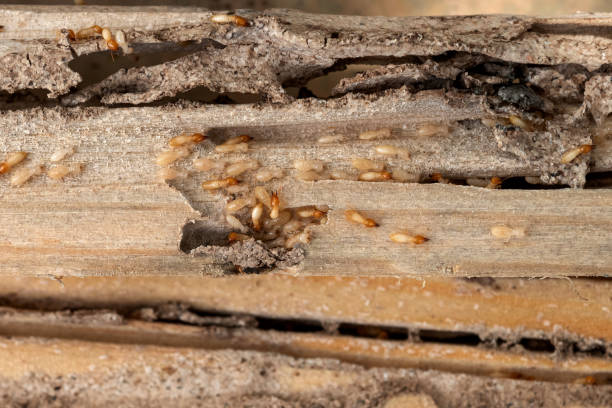 Best Wasp Removal Services  in Bay Hill, FL